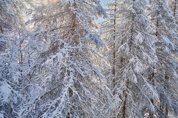 Winterboomtakken met verse sneeuw — Stockfoto