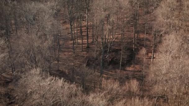 Wild forest, bare tree aerial view — Stock Video