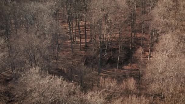 Forêt sauvage, arbre nu vue aérienne