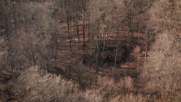 Floresta selvagem, vista aérea de árvore nua — Vídeo de Stock