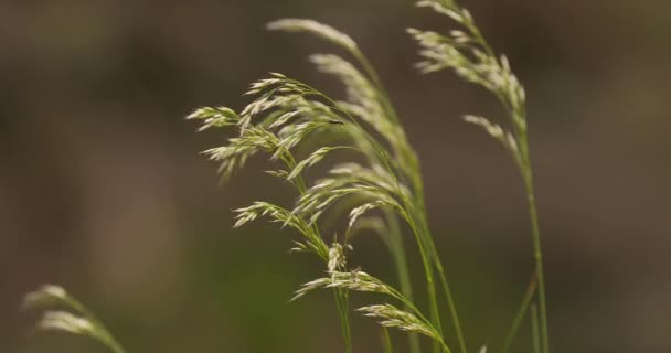 Divoká tráva ve navijáku s malým broukem — Stock video