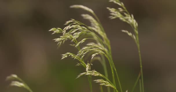 Césped silvestre en el winf con pequeño insecto — Vídeos de Stock