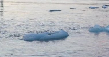 Buzul lagünü Jokulsarlon ile mühürler Yüzme