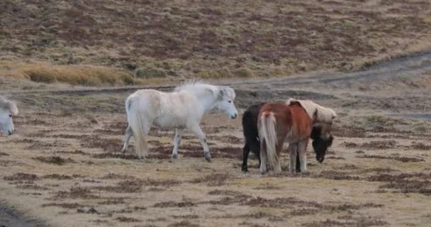 Άλογα που βόσκουν σε Ισλανδία — Αρχείο Βίντεο