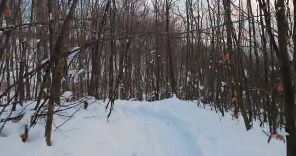 Caminho da floresta de inverno — Vídeo de Stock