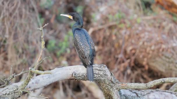 Cormorán en un árbol de otoño — Vídeos de Stock