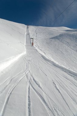 Ormanda bir ağaç gövdesi