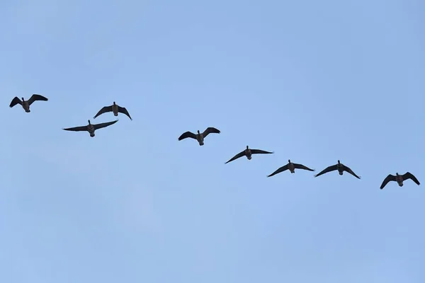 Wildgänse fliegen — Stockfoto