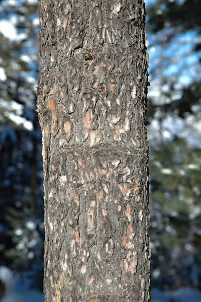 Boomstam in een bos — Stockfoto