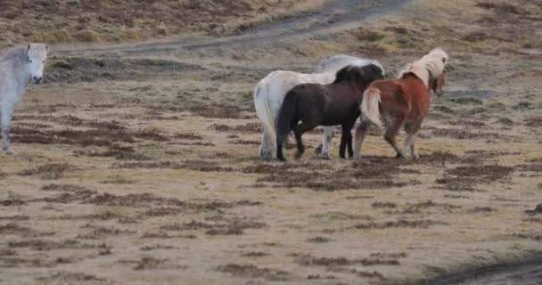 Paarden rennen rond in IJsland — Stockvideo