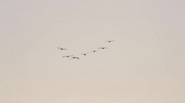 Birçok Kaz Uçuyor