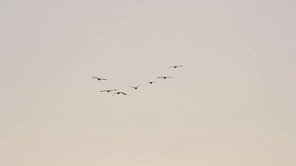 Muitos gansos voando — Vídeo de Stock