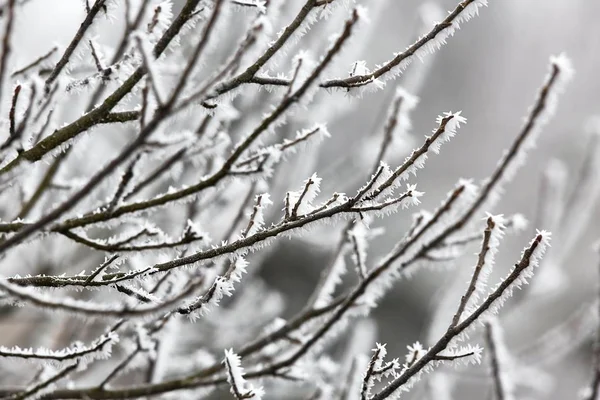 Eisige vereiste Äste — Stockfoto