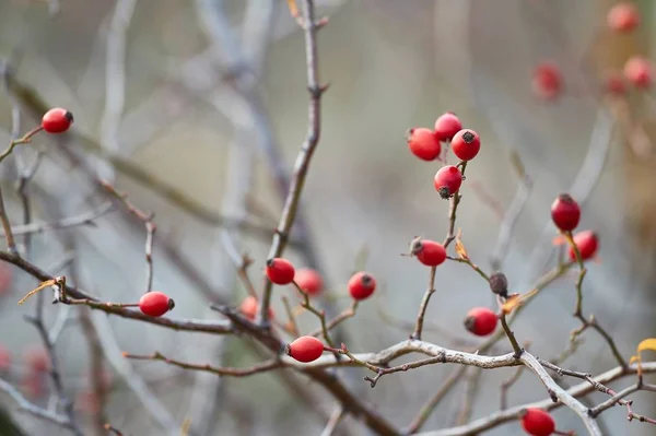 Rosehips bitkisi. Yakın plan. — Stok fotoğraf