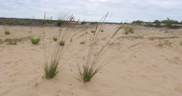 Paysage des dunes de sable avec un peu de végétation — Video