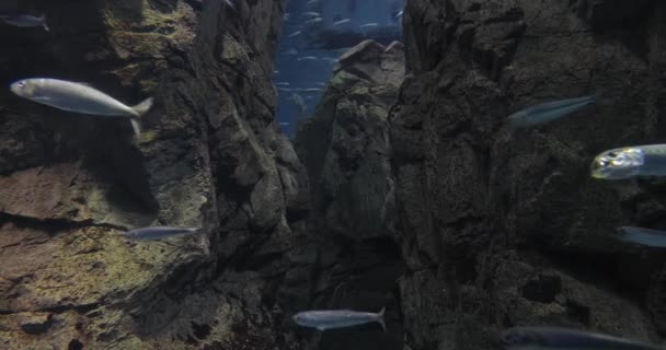 Bir sürü balık yüzüyor — Stok video