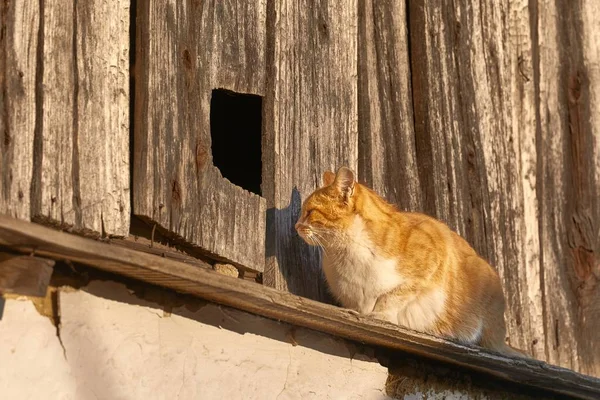 Cat on an old house — Stock Photo, Image