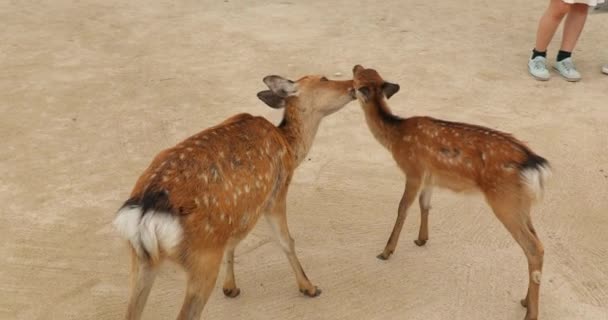 Herten in een Japans park — Stockvideo