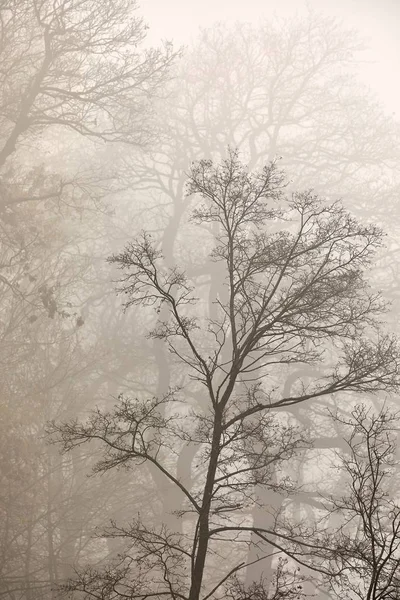 Arbres dans le brouillard feuilles tombées, branches nues — Photo