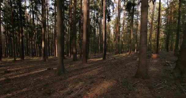 Floresta de Pinheiros — Vídeo de Stock