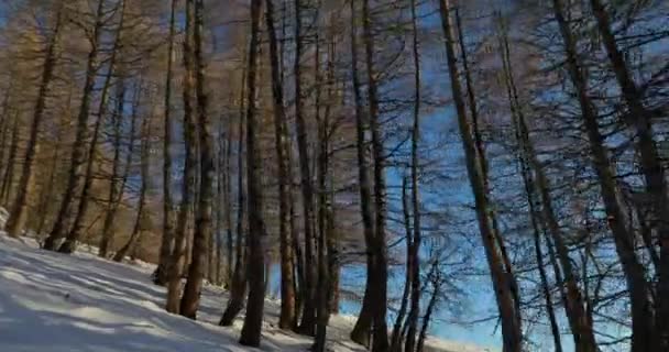 Inverno Árvores de montanha e luz solar — Vídeo de Stock