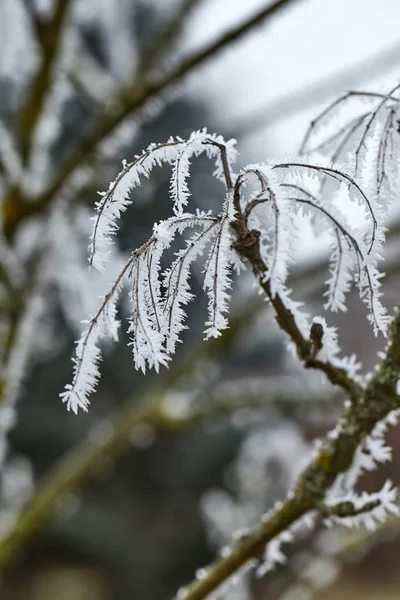 Icy Frosted Branches — Stock Photo, Image