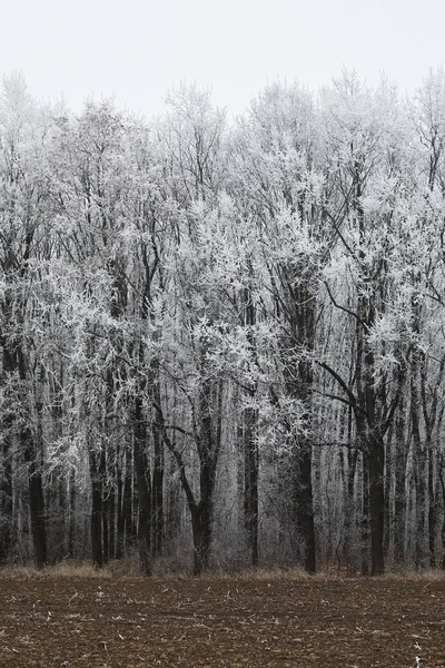 Árvores florestais de inverno — Fotografia de Stock