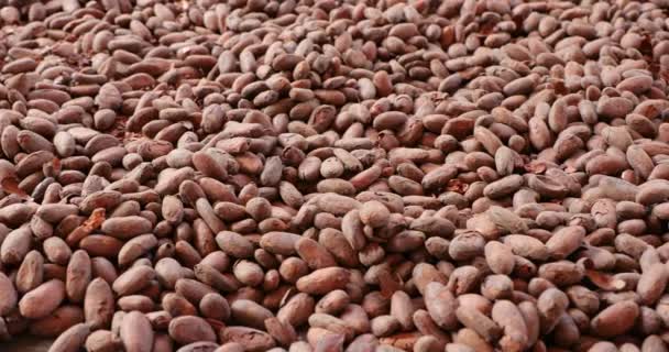 Kakaobohnen von Hand gepflückt — Stockvideo