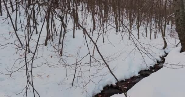 Тропа зимнего леса — стоковое видео