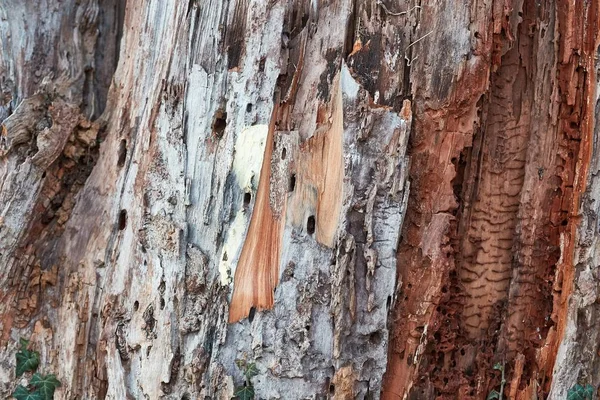 Árbol tronco primer plano — Foto de Stock