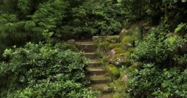 Japonya 'da köprüsü olan orman yolu
