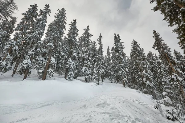 Paisaje nevado de invierno, montañas y árboles — Foto de Stock