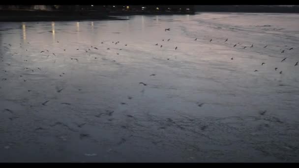 Birds above frozen lake before sunrise — ストック動画