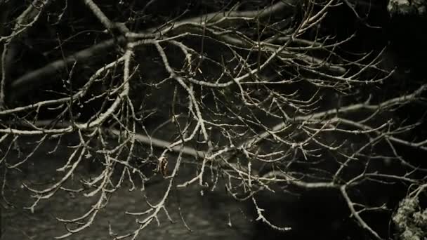 Nieve cayendo por la noche — Vídeos de Stock