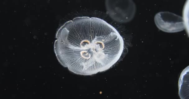 Jellyfish Drifting Background — Stock Video