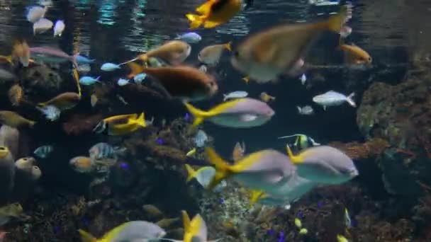 Fisk som simmar under vatten — Stockvideo