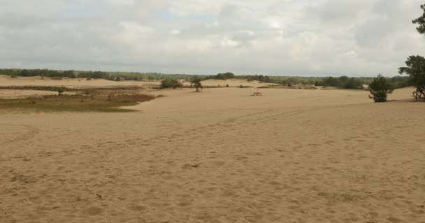 Paysage des dunes de sable avec un peu de végétation — Video