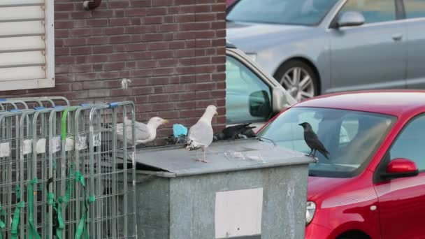 Oiseaux cherchant de la nourriture dans les bennes — Video
