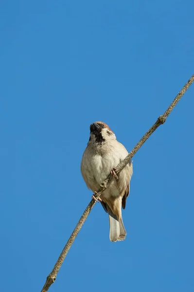 Moineau sur une branche, ciel bleu — Photo