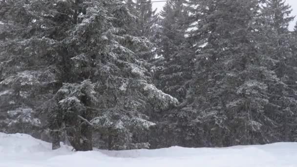 Chute de neige en hiver, lisière de forêt