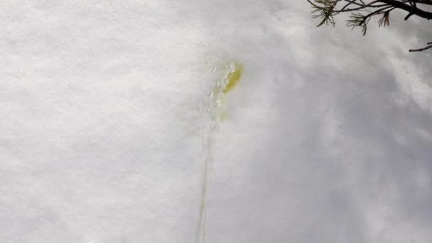 在雪地上小便 — 图库视频影像