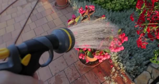 Innaffiare le piante in giardino — Video Stock