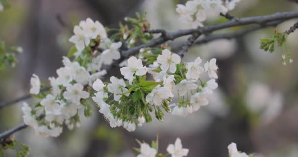 Árbol de primavera floreciendo — Vídeo de stock