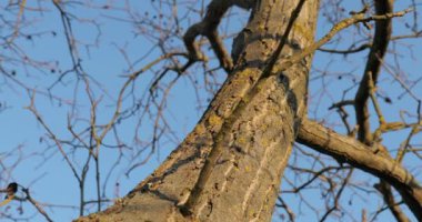 Ormanda bir ağaç gövdesi