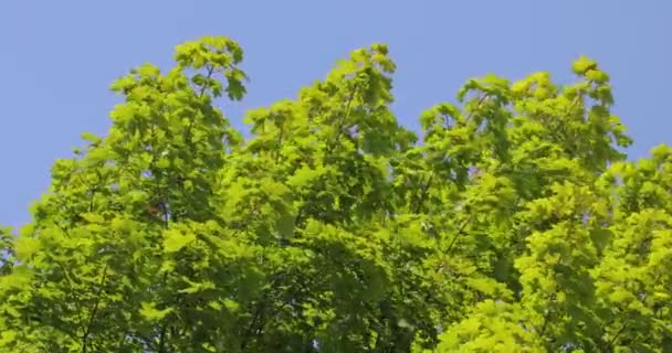 Arbre de geen luxuriant haut dans le vent — Video