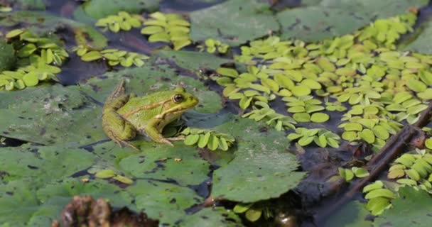 Marsh Frog Breathing — Stock Video