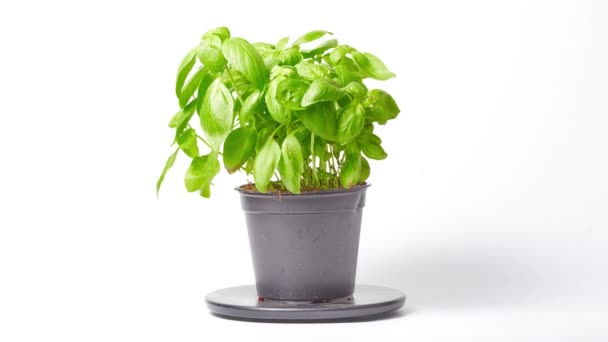 Basil in pot drying out — Stok video