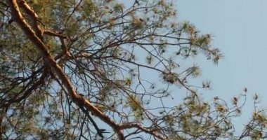 Pine tree top closeup shot