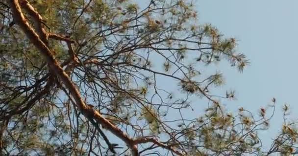 Árbol de pino primer plano tiro — Vídeo de stock