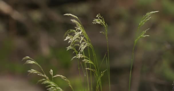 Yeşil vahşi çayır — Stok video